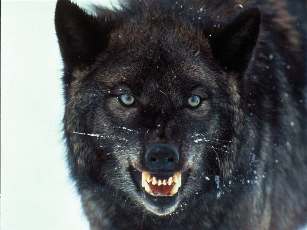 Wolf-Black.jpg