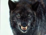 Wolf-Black.jpg