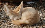 sleeping_fennec__by_etinogard.jpg