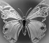 Glass Butterfly_BW.png