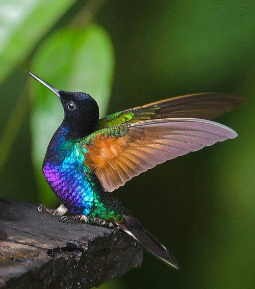 Free_Hummingbird.JPG
