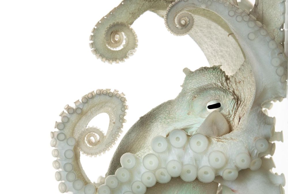 white.octopus.jpg