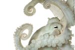 white.octopus.jpg