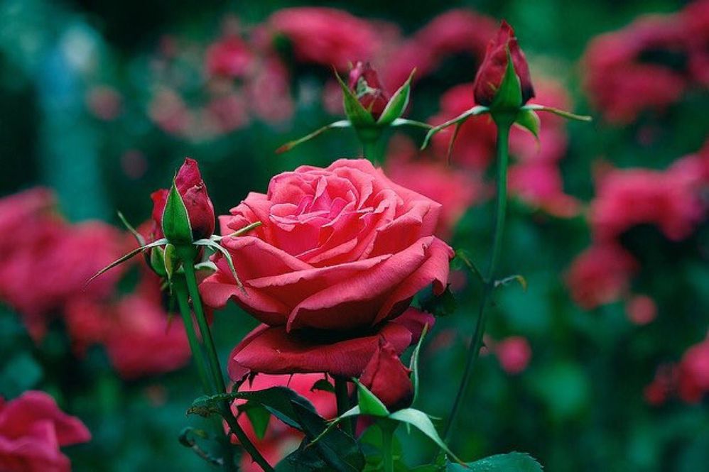 Roses and rosebuds.jpg