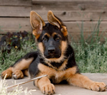 Screenshot 2023-12-08 10.35.04 AM.png