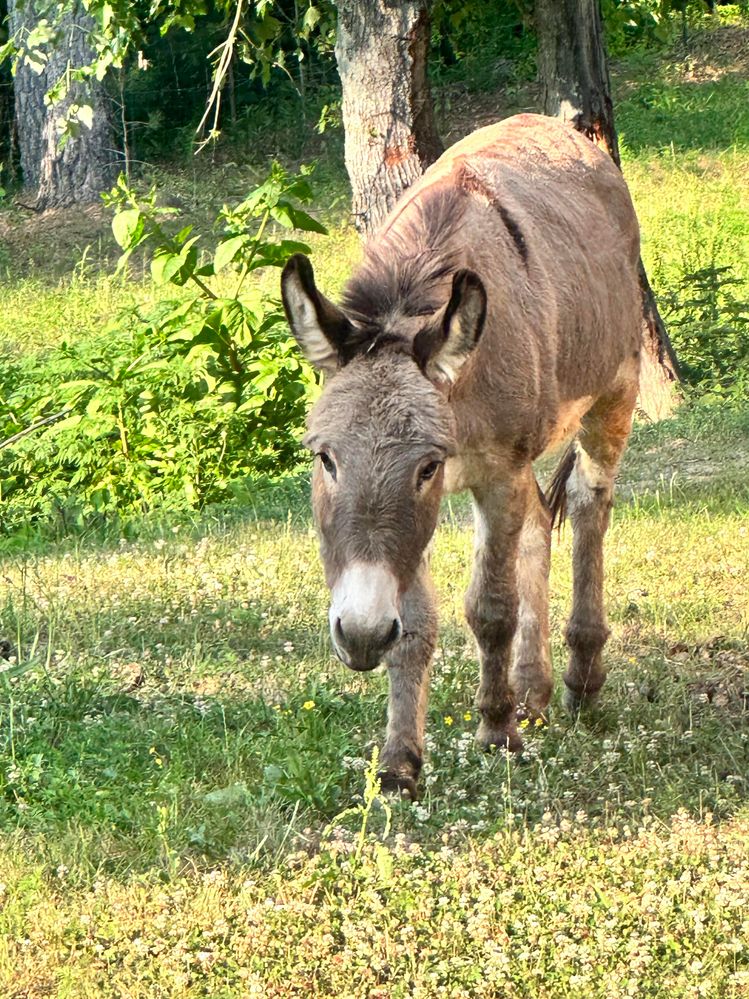 BRAYLON SUMMER 23.jpg