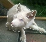 Profile (csicsava000)