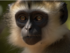 monkey icon.png