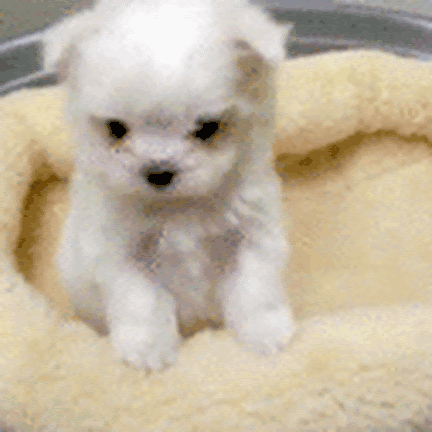 dog that's coote.gif