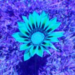 Blue Flower_square.jpg