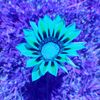 Blue Flower_square.jpg