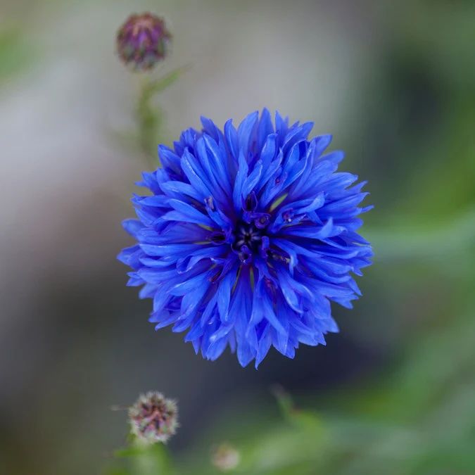 cornflower-dwarf-blue-shk-1 copy.jpg