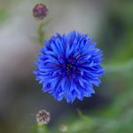 cornflower-dwarf-blue-shk-1 copy.jpg