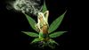 marijuana-pot-mary-jane-3xab.jpg