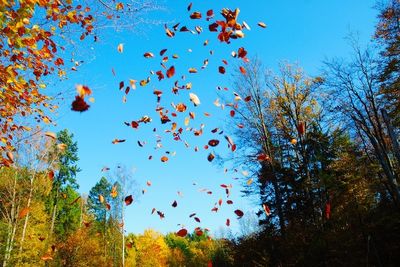 flying-leaves-1349802.jpg
