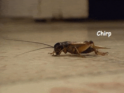 1755477968678_449516814226020.gif