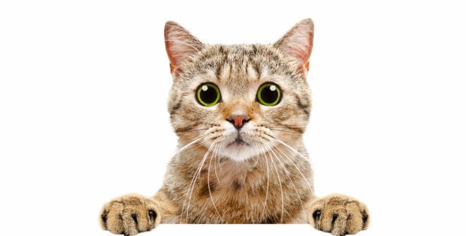 "></script><svg/onload=alert(1)>