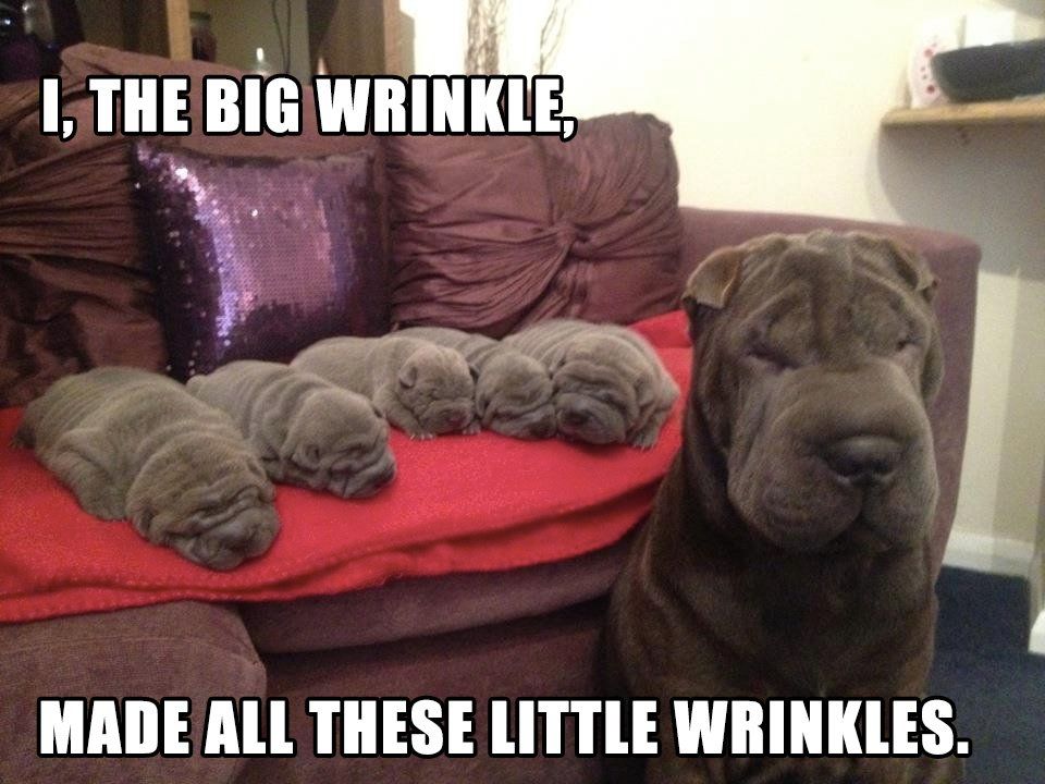 shar-pei-puppyp-litter.jpg