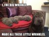 shar-pei-puppyp-litter.jpg