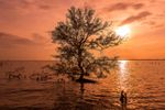 sunrise-sun-set-asian-fisherman-work-mangrove-forest-sunrise-sun-set-asian-fisherman-work-mangrove-forest-thai-bay-125073905.jpg