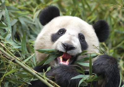 I Love Bamboo! Mmm! Tasty!